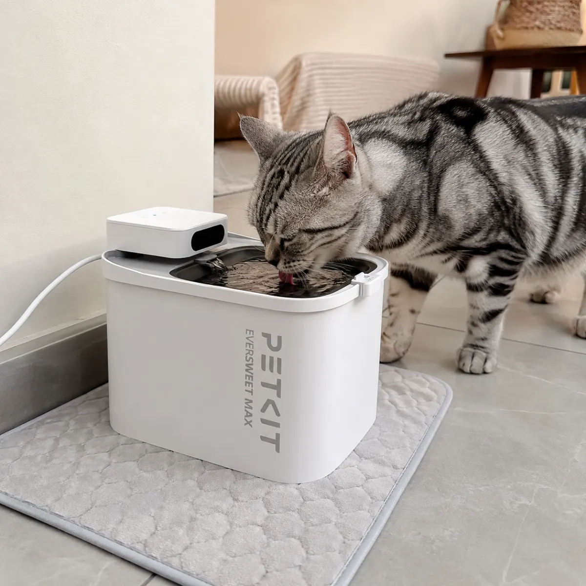 Katzen Trinkbrunnen Marken und Modelle im Vergleich